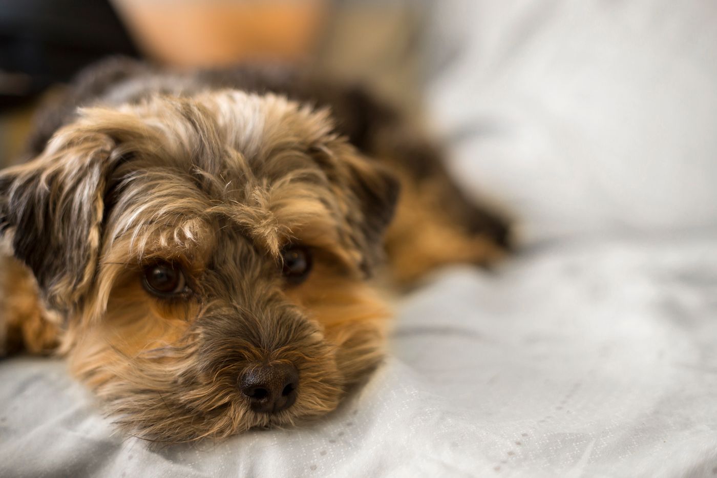 A Yorkshire Terrier resting calmly indoors