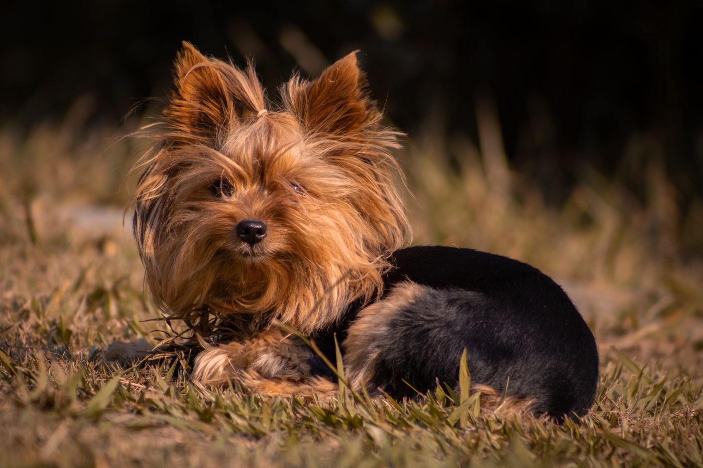 Bruno, a spunky Yorkshire Terrier puppy outdoors