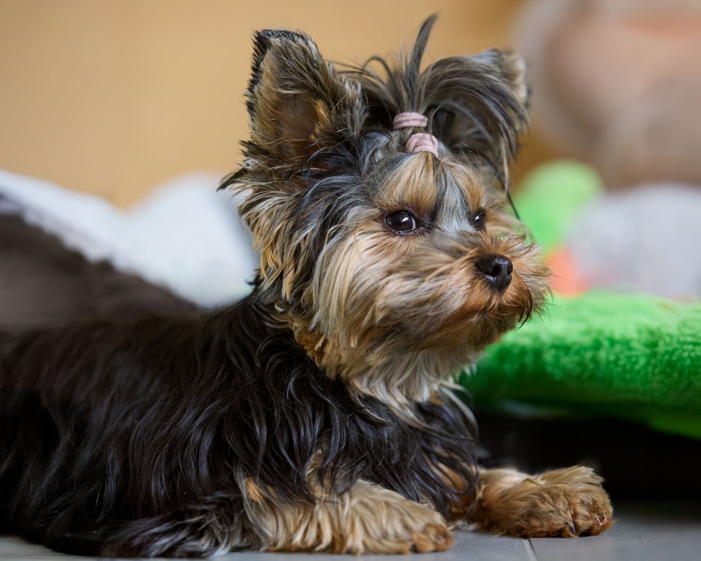 Daisy, a Yorkshire Terrier puppy with a long silky black-and-tan coat