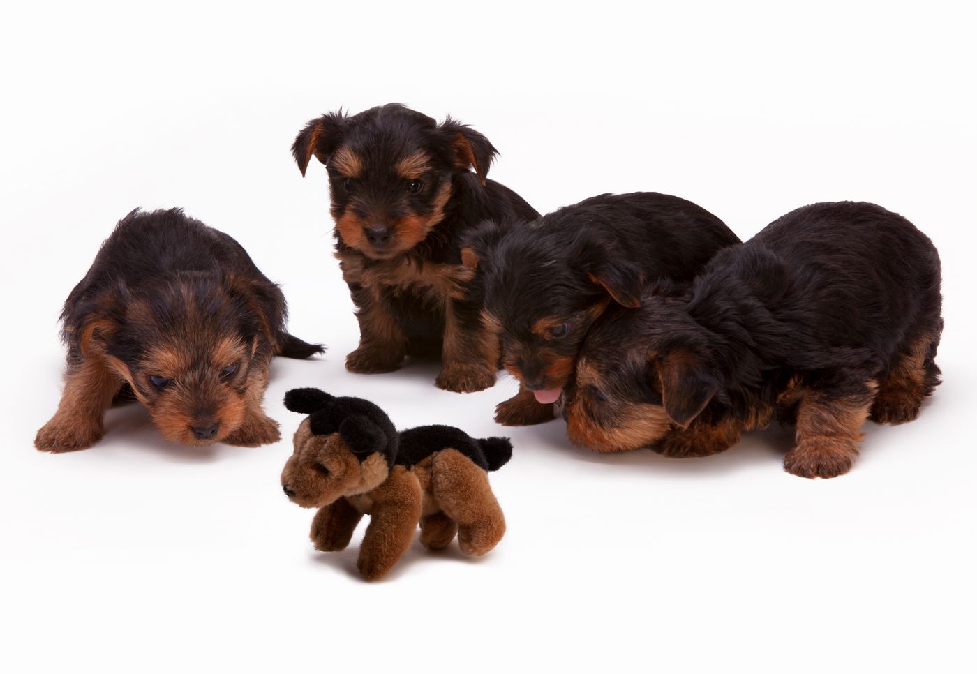 A litter of Yorkshire Terrier puppies together